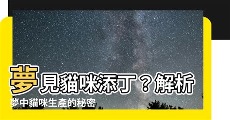 夢見貓生很多小貓|原來夢見貓也有這麼多說法！《周公解夢之夢見貓》